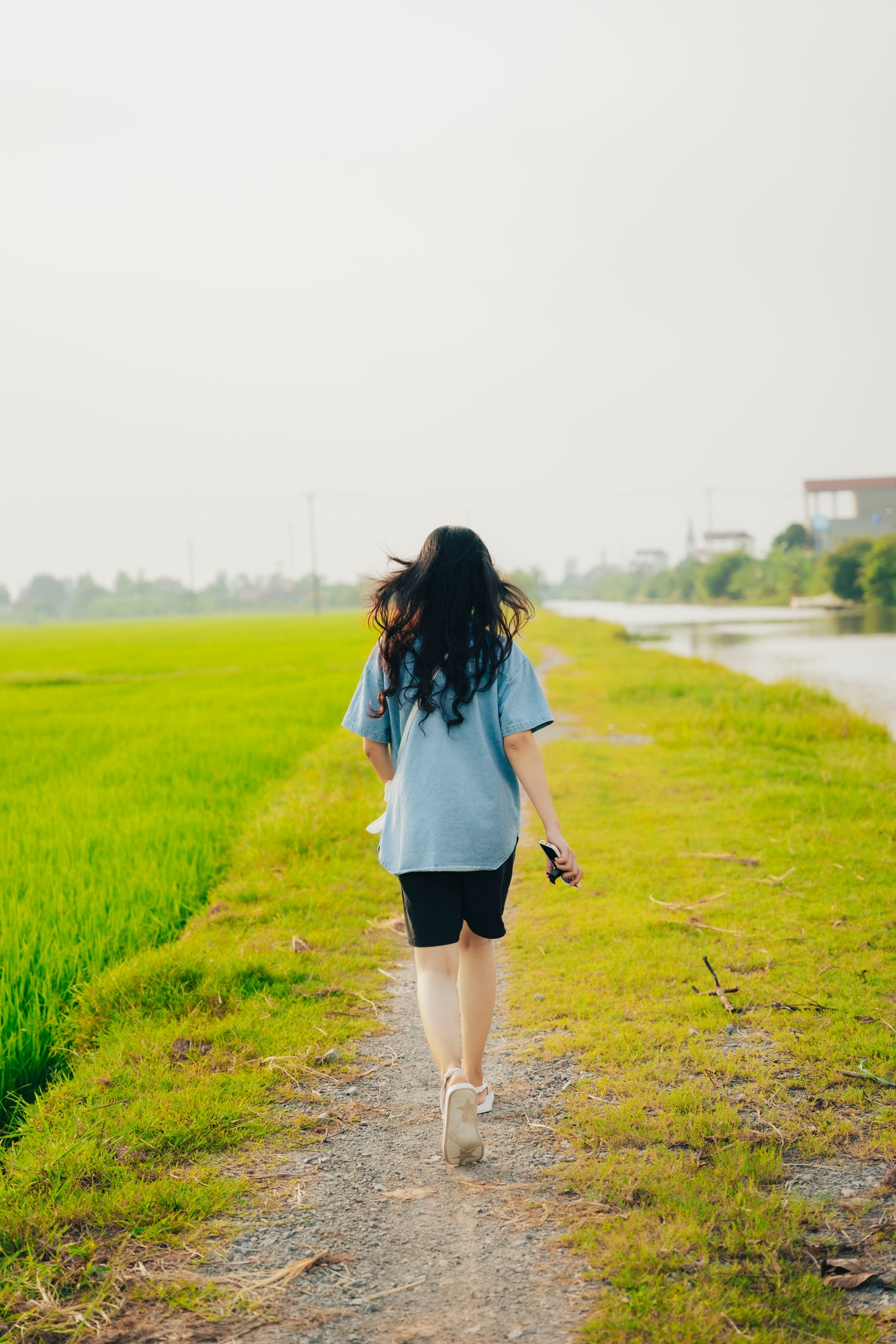 Cánh đồng lúa image 4