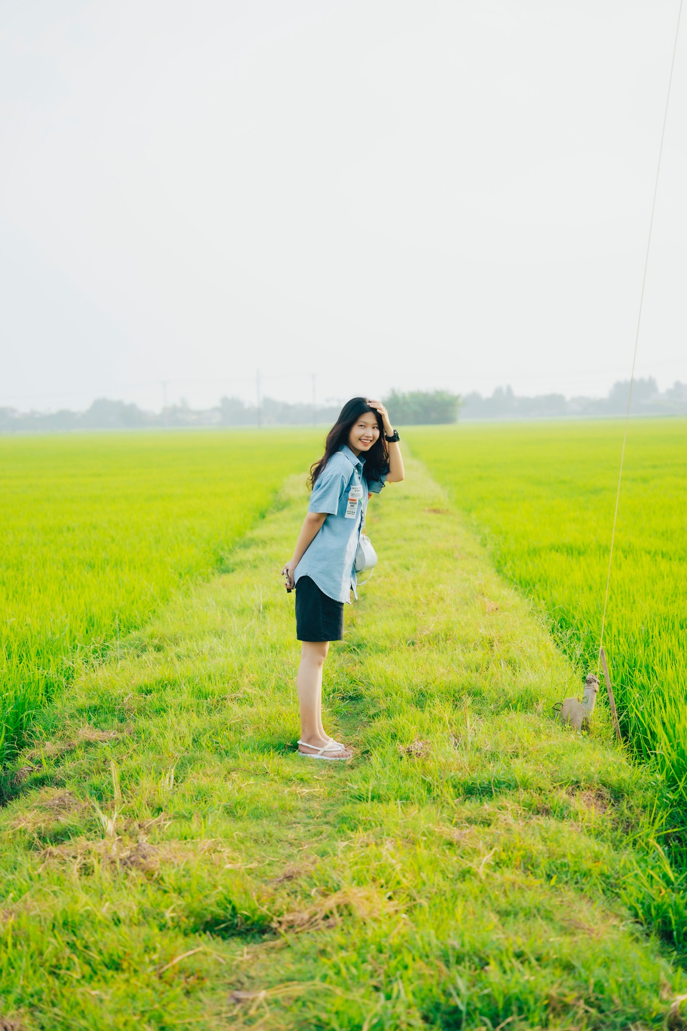 Cánh đồng lúa image 5