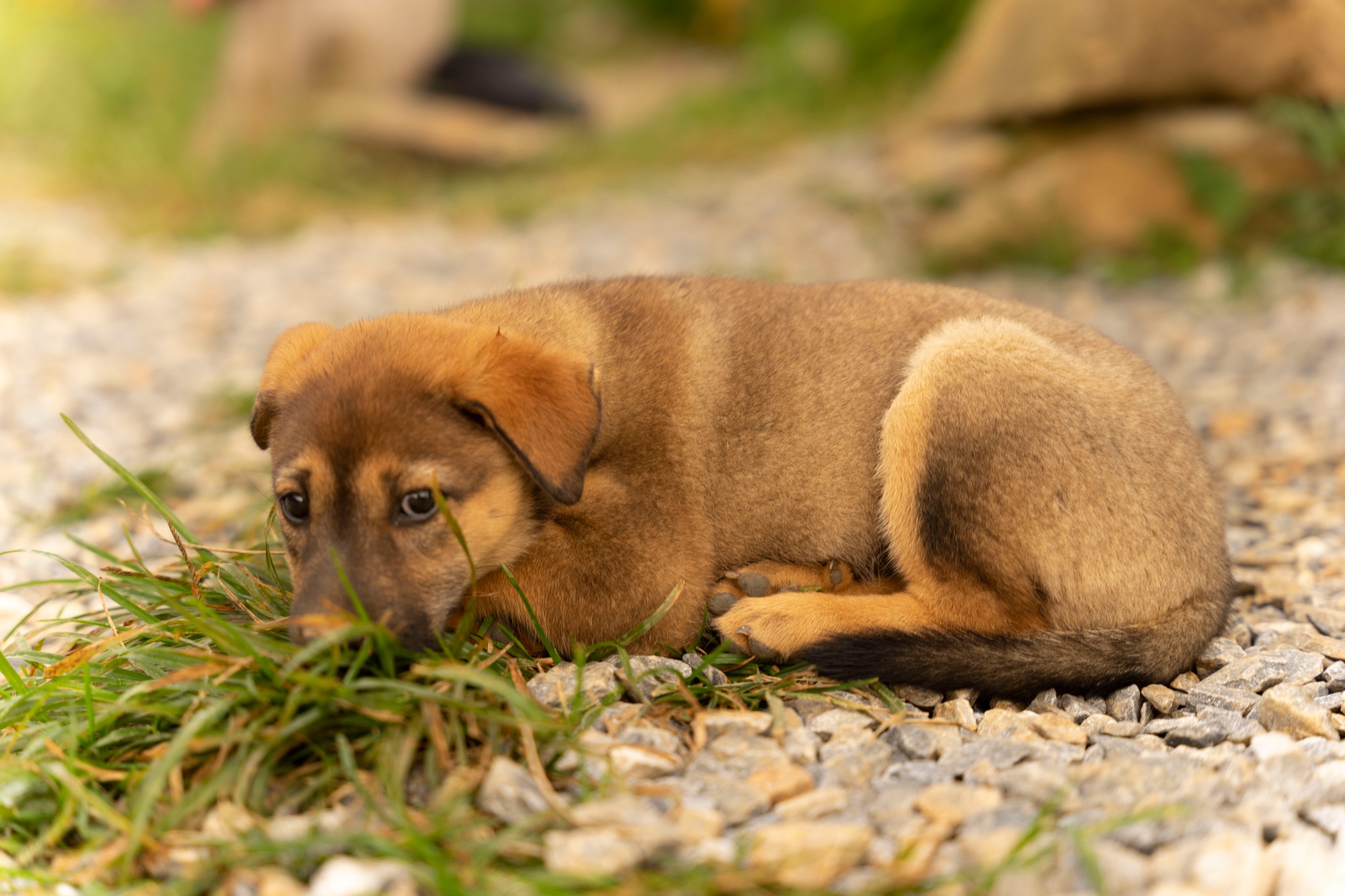 Tà Xùa - Sơn La image 10