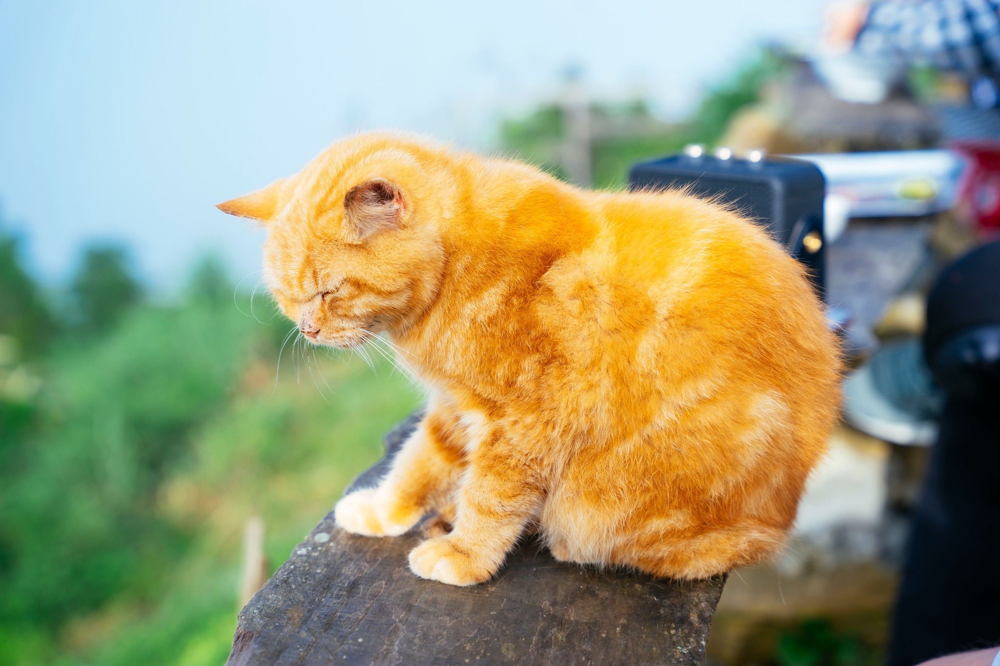 Tà Xùa - Sơn La image 13