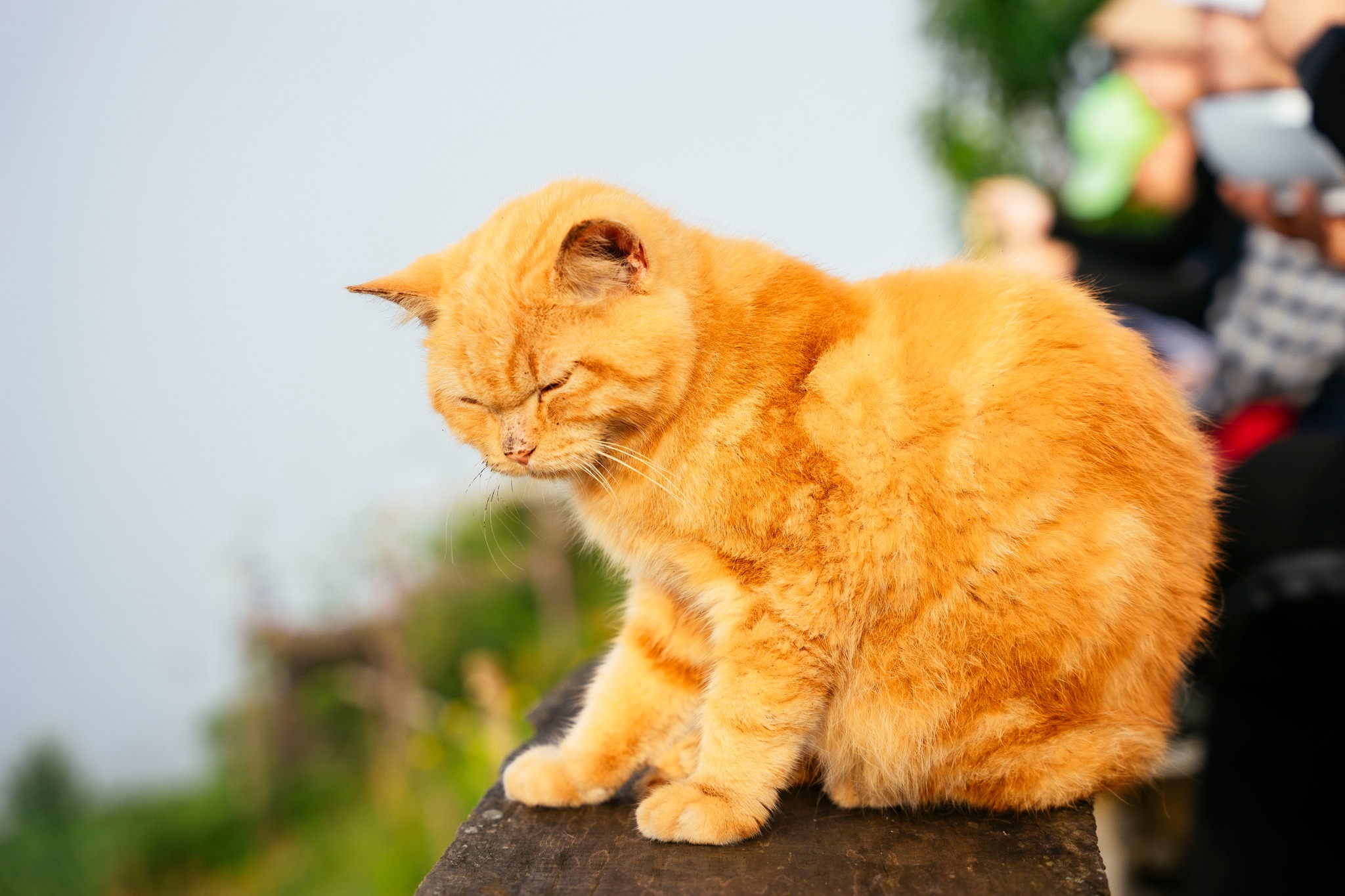 Tà Xùa - Sơn La image 14