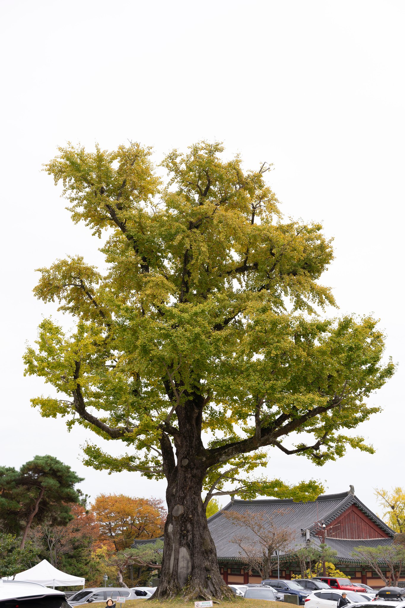 Thu Hàn Quốc image 11