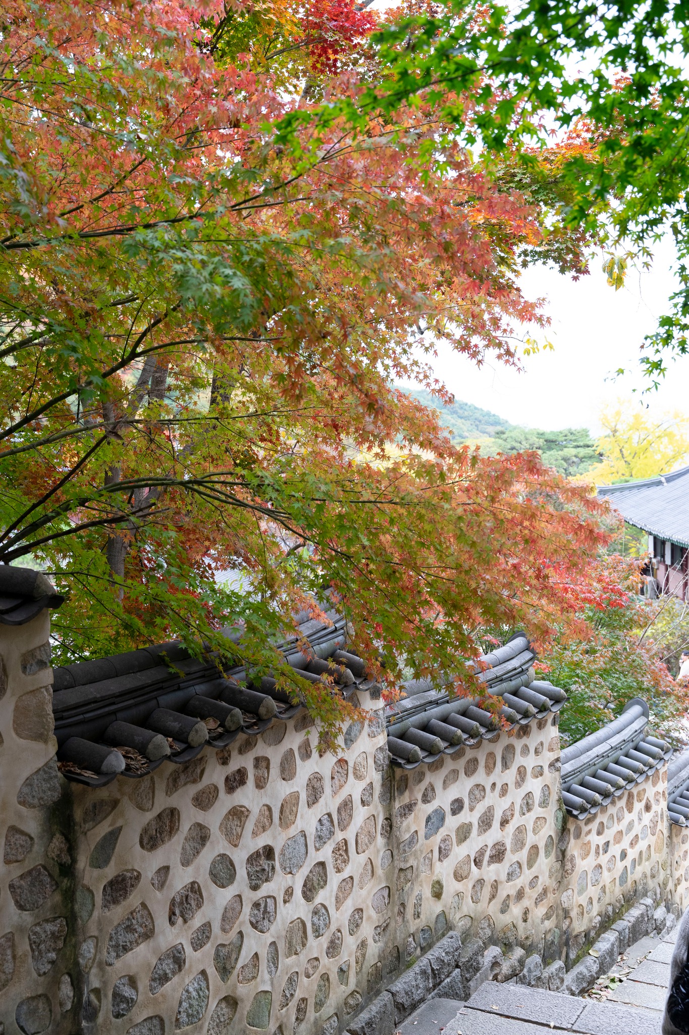 Thu Hàn Quốc image 12