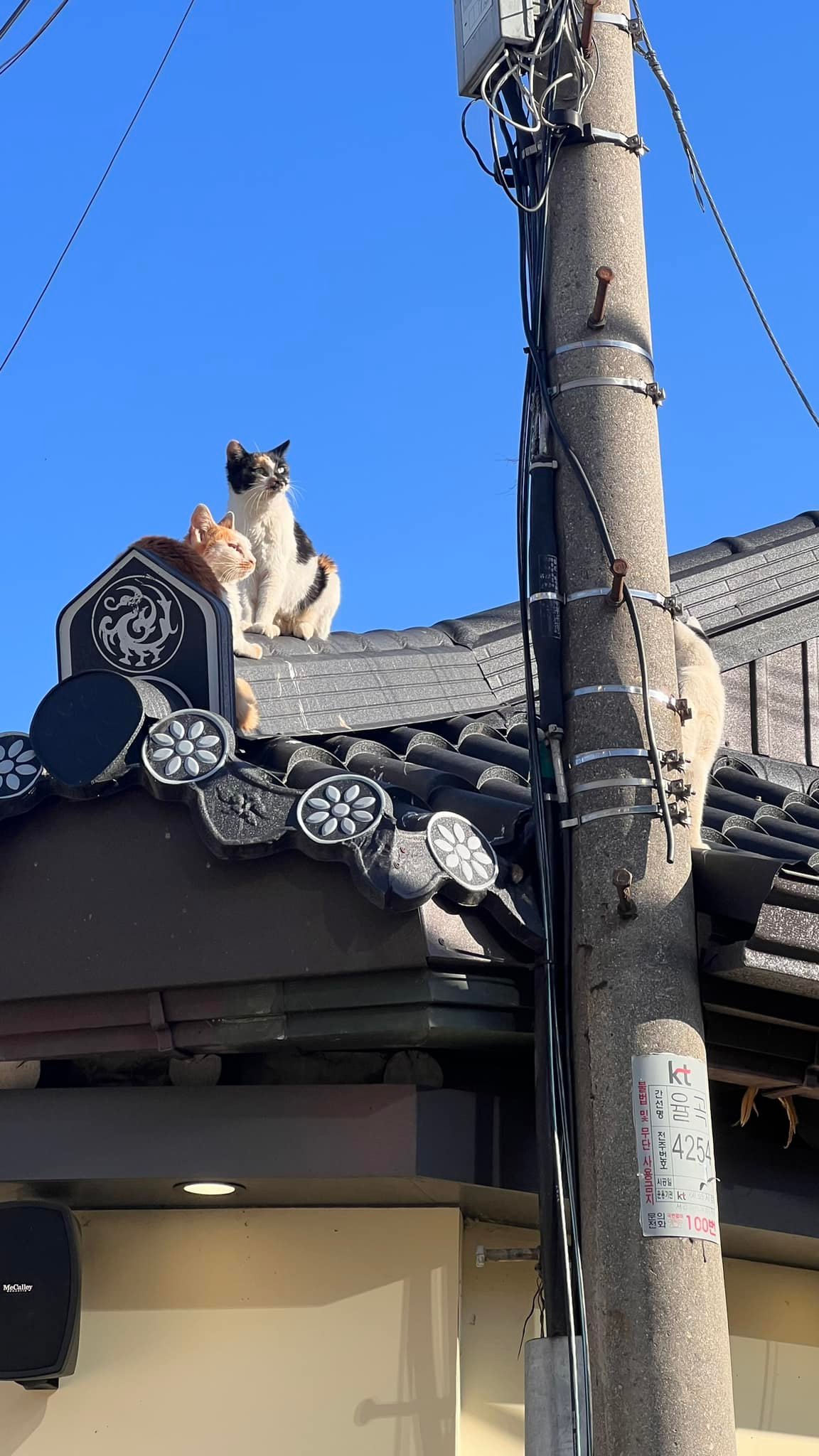 Thu Hàn Quốc image 15