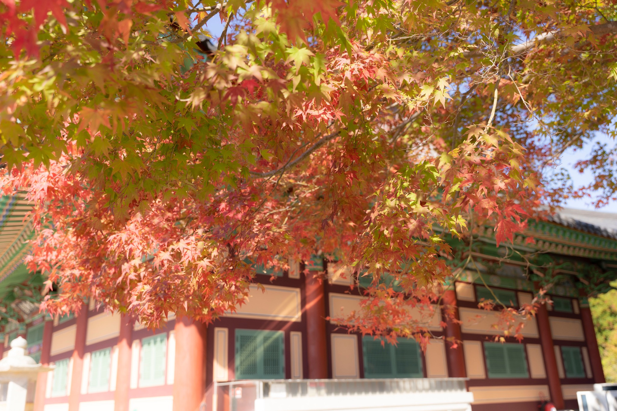 Thu Hàn Quốc image 2