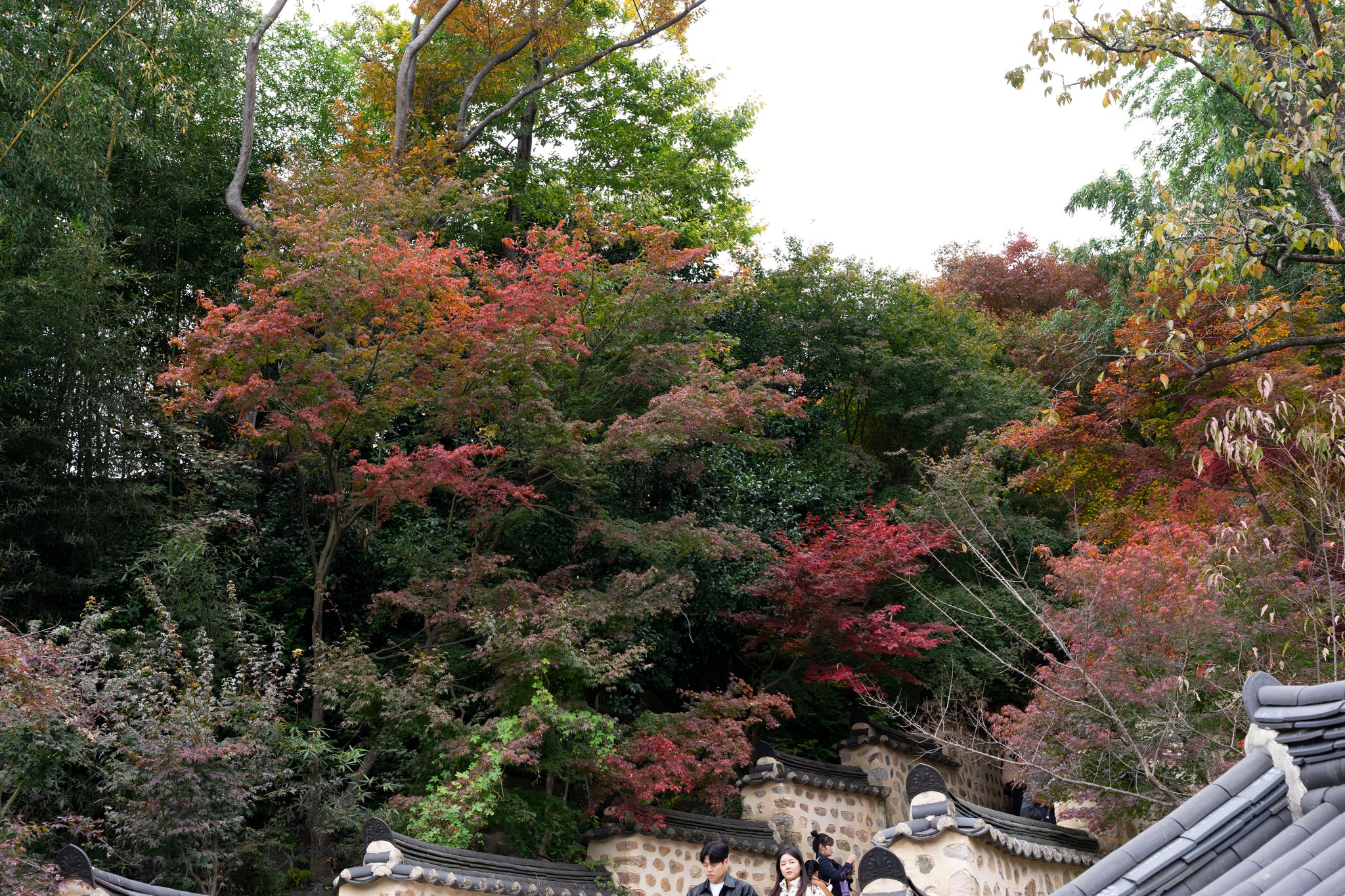 Thu Hàn Quốc image 4