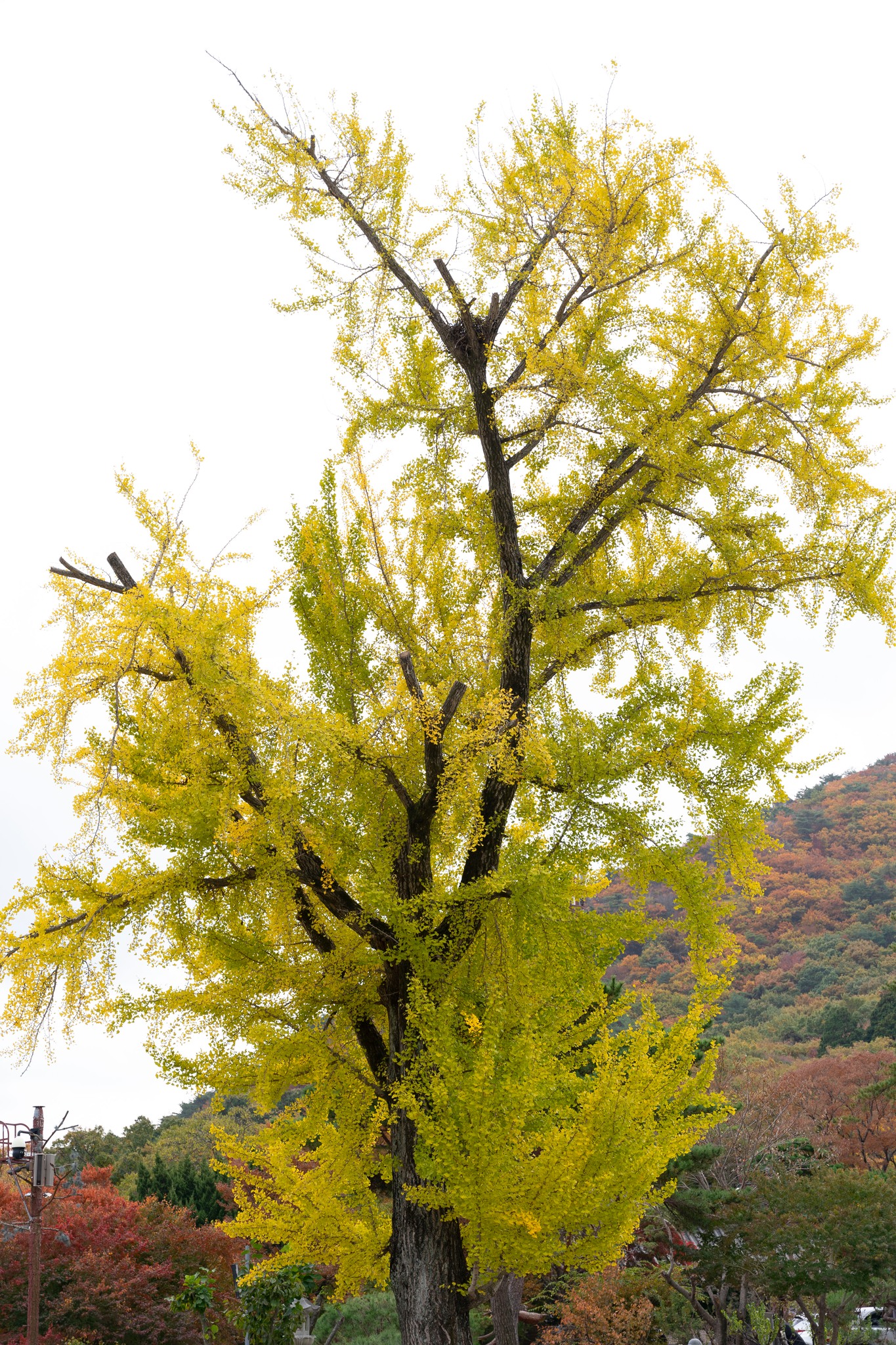 Thu Hàn Quốc image 6